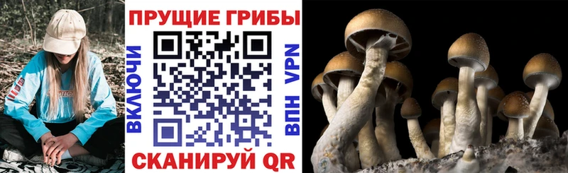 купить   Минеральные Воды  дарк нет состав  Галлюциногенные грибы GOLDEN TEACHER 